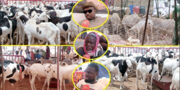 Tabaski 2026- Entre pénurie et cherté des prix: Les vendeurs de moutons alertent « Maliens Yi Nieuw… » (Vidéo)