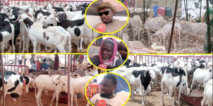 Tabaski 2026- Entre pénurie et cherté des prix: Les vendeurs de moutons alertent « Maliens Yi Nieuw… » (Vidéo)