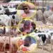 Tabaski 2026- Entre pénurie et cherté des prix: Les vendeurs de moutons alertent « Maliens Yi Nieuw… » (Vidéo)