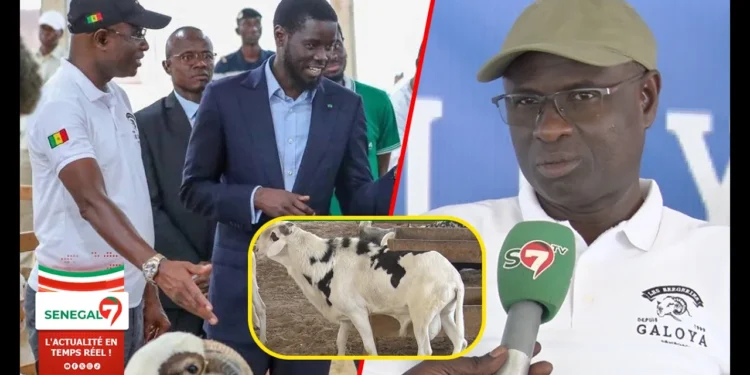 (Video) Opération Tabaski – A la découverte de Abou Kane de la Bergerie GALOYA « Amna Yakarné Diomaye Dina… »