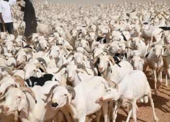 Kaffrine : Plus de 250 moutons meurent après la consommation d’un aliment suspect