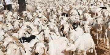 Kaffrine : Plus de 250 moutons meurent après la consommation d’un aliment suspect