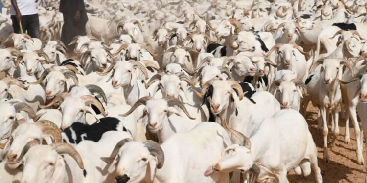 Kaffrine : Plus de 250 moutons meurent après la consommation d’un aliment suspect