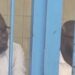 Interpellation de Babacar Ba, Thierno et Cie : Alioune TINE fustige des arrestations arbitraires