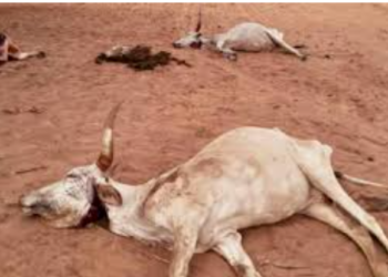 Birkelane : 22 vaches meurent après avoir ingéré des pousses de sorgho