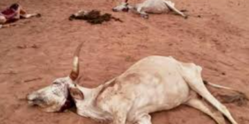 Birkelane : 22 vaches meurent après avoir ingéré des pousses de sorgho