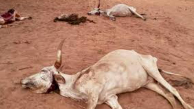 Birkelane : 22 vaches meurent après avoir ingéré des pousses de sorgho