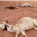 Birkelane : 22 vaches meurent après avoir ingéré des pousses de sorgho