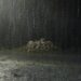 Hivernage : Des orages et pluies attendus dans plusieurs localités du pays