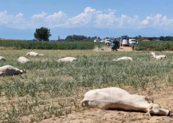 Kaffrine : une intoxication décime un troupeau de 22 vaches