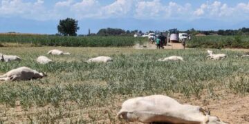 Kaffrine : une intoxication décime un troupeau de 22 vaches