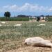 Kaffrine : une intoxication décime un troupeau de 22 vaches