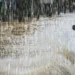 Sénégal : Des orages et des pluies sont attendus dans plusieurs régions du pays