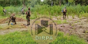 Nord Sindian : Sept champs de chanvre indien détruits et deux individus interpellés