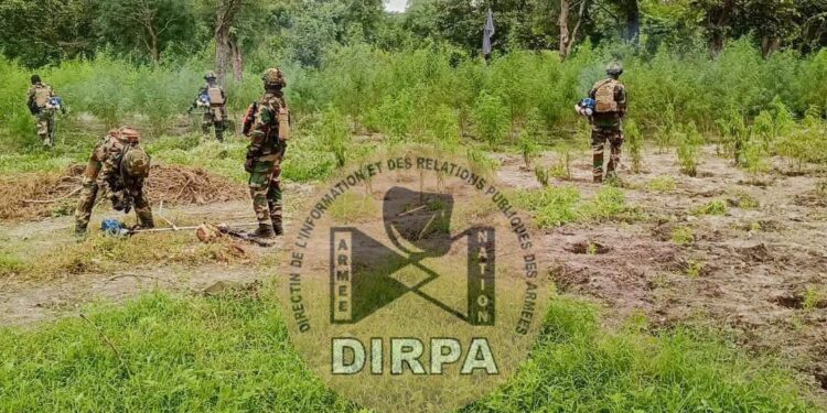 Nord Sindian : Sept champs de chanvre indien détruits et deux individus interpellés