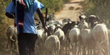 Thiès : 11 béliers volés au foirail de Hersent, la cause connue !