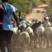 Thiès : 11 béliers volés au foirail de Hersent, la cause connue !