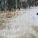 Météo : de fortes pluies attendues sur plusieurs zones du pays