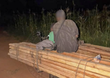Kédougou : deux individus interpellés pour coupe illicite de bois