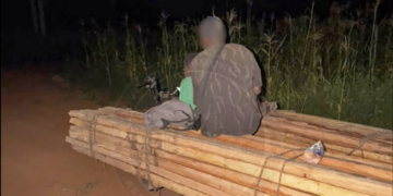 Kédougou : deux individus interpellés pour coupe illicite de bois