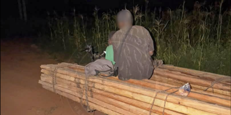 Kédougou : deux individus interpellés pour coupe illicite de bois