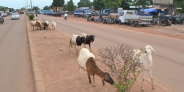 JOJ 2026 : la divagation des animaux interdite à Ngaparou, Saly et La Somone