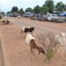 JOJ 2026 : la divagation des animaux interdite à Ngaparou, Saly et La Somone