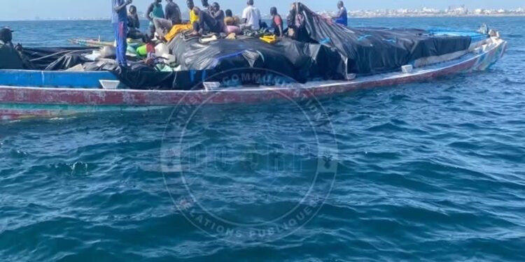 Dakar : Six (06) tonnes de cuisses de poulet de contrebande d’une valeur de 25 millions de FCFA saisis